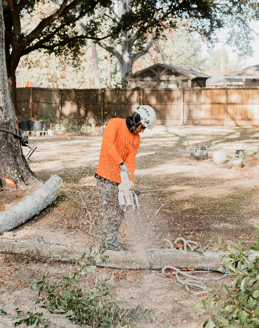 Healthy tree canopy after professional pruning by AGS