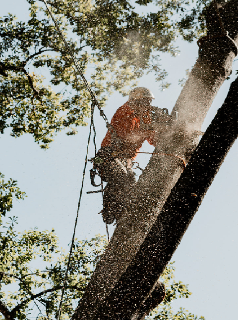 Seasonal tree pruning schedule illustrated on-site