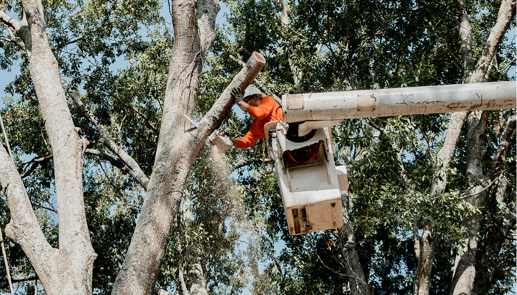 Comparison of pruning vs. trimming on a residential tree