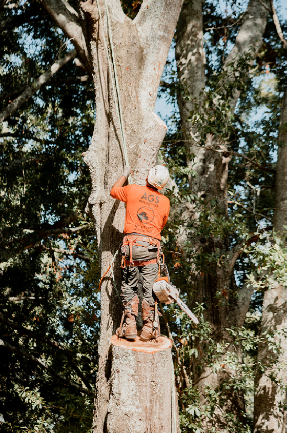 AGS crew using professional pruning techniques on a tree canopy
