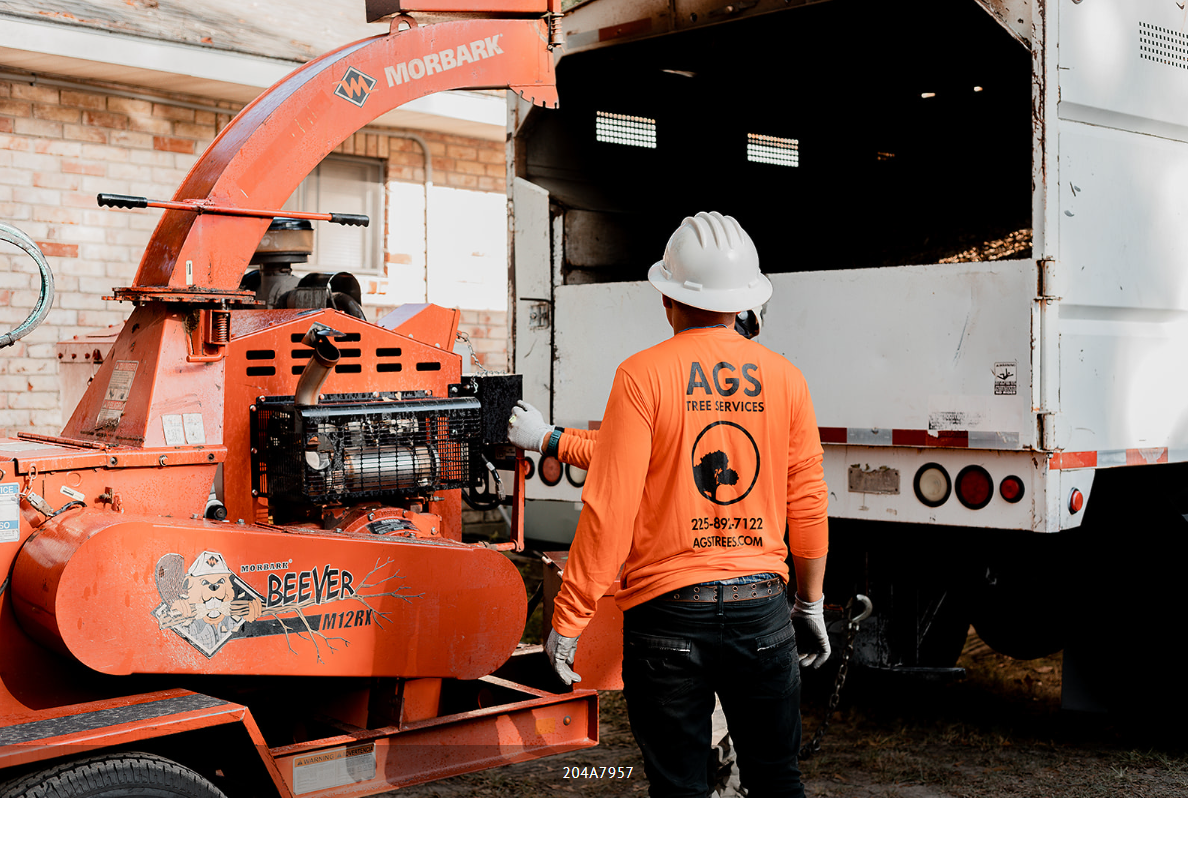 Pruning of different tree types and species by AGS Tree Services